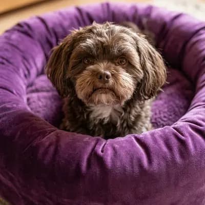 Zauberhafte Schoko Tan Hündin 4 Jahre alt sucht neues Zuhause – Bolonka Zwetna (Nationale Rasse) Welpe, Thüringen, Raised by 1. Maltipoo Zucht in Thüringen