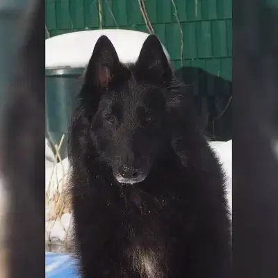 vom Erlendeipen cover