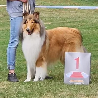 Foto von Fandano, einem Amerikanischer Collie-Elternhund in Baden-Württemberg.
