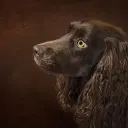 Boykin Spaniel