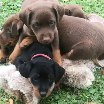 Galerie-Bild von Hundezucht vom Heinzelhof  in Bayern, mit Eindrücken unserer Deutscher Jagdterrier-Zucht.