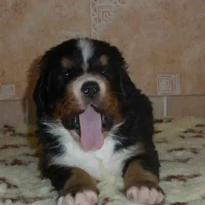 vom Schladitzer See cover
