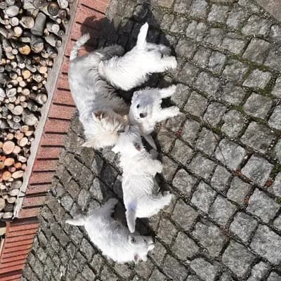 Bild aus Westie vom Elmbach in Sachsen, wo unsere West Highland White Terrier-Hunde in einer liebevollen Umgebung aufwachsen.