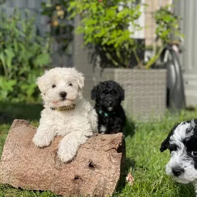 Bild aus von Vivian’s Rasselbande  in Brandenburg, wo unsere Deutscher Boxer-Hunde in einer liebevollen Umgebung aufwachsen.