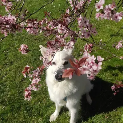Liebevolle weiße Schäferhündin Chloe sucht ein neues Zuhause - Weißer Schweizer Schäferhund Welpe in Nordrhein-Westfalen