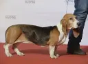 Basset Artesien Normand