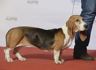 Basset artésien normand breed
