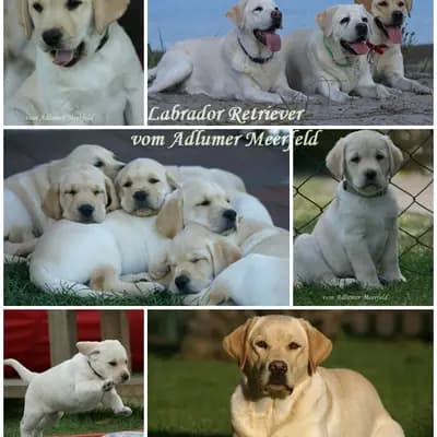 Labrador Retriever Zucht vom Adlumer Meerfeld