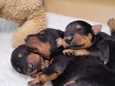 unnamed - Airedale Terrier Welpe in Bayern