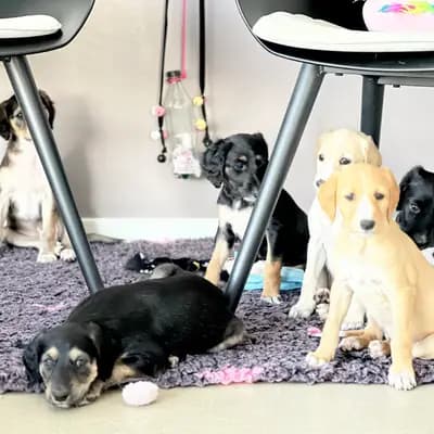 Bild aus Del'Neshin in Nordrhein-Westfalen, wo unsere Saluki-Hunde in einer liebevollen Umgebung aufwachsen.