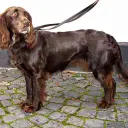 German Quail Dog