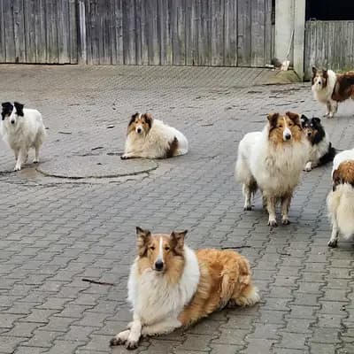 Bild aus Magic of Dreams in Bayern, wo unsere Collie (Langhaar)-Hunde in einer liebevollen Umgebung aufwachsen.