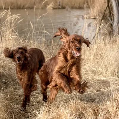 Galerie-Bild von of the maroon fellows in Bayern, mit Eindrücken unserer Irish Red Setter-Zucht.