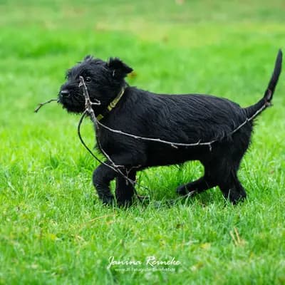 Galerie-Bild von Riesenschnauzer of Giant Black Hawks in Nordrhein-Westfalen, mit Eindrücken unserer Riesenschnauzer-Zucht.