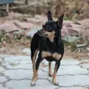 American Toy Terrier