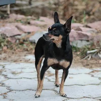 American Toy Terrier breed