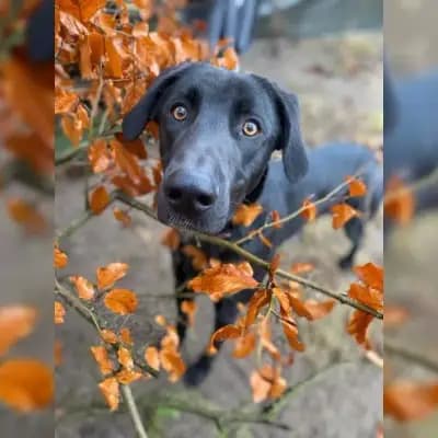Cooper