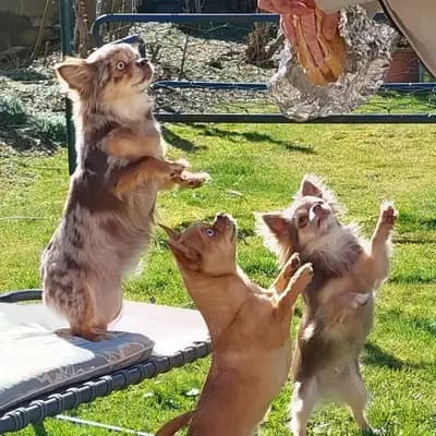 Bild aus Chihuahua vom Glückstal  in Bayern, wo unsere Chihuahua-Hunde in einer liebevollen Umgebung aufwachsen.