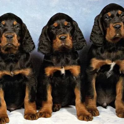 Galerie-Bild von Black Devil´s in Bayern, mit Eindrücken unserer Gordon Setter-Zucht.