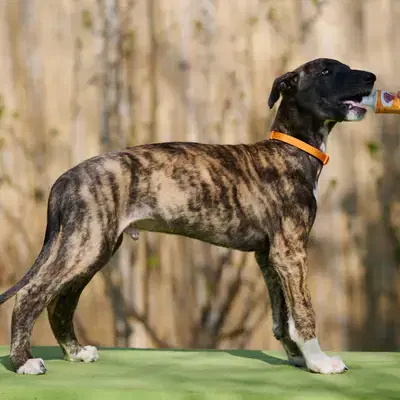 Domingo - Galgo Espanol Welpe in Niedersachsen