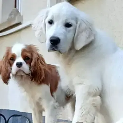 Golden Retriever Welpen - Golden Retriever Welpe in Bayern