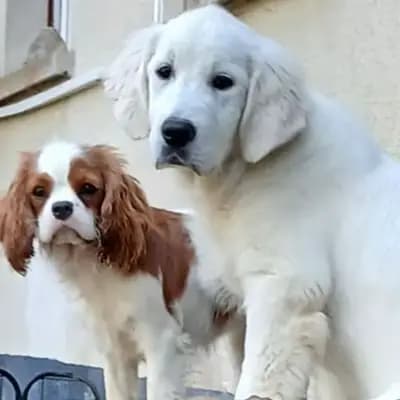 Golden Retriever Welpen – Golden Retriever Welpe, Bayern, تمت تربيته بواسطة Golden Retriever und Labrador Retriever Zucht seit 1996.