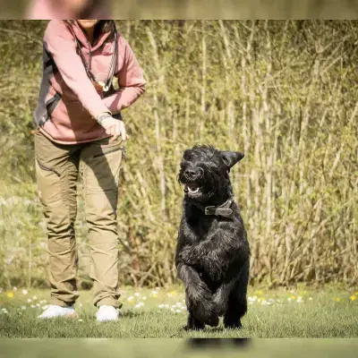 von den Eifelpfoten cover