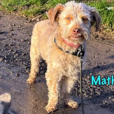 Mathis