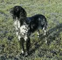 Large Münsterlander Pointer