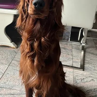 Galerie-Bild von of the maroon fellows in Bayern, mit Eindrücken unserer Irish Red Setter-Zucht.