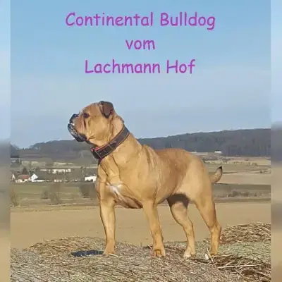 vom Lachmann Hof cover