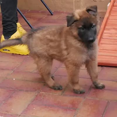 Galerie-Bild von Tervueren vom Reesberg in Nordrhein-Westfalen, mit Eindrücken unserer Belgische Schäferhunde-Zucht.