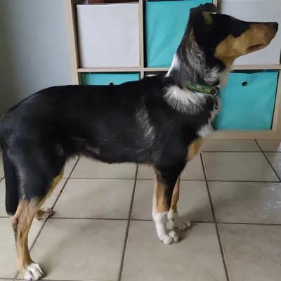 Foto von Lou, einem Collie (Kurzhaar)-Elternhund in Saarland.