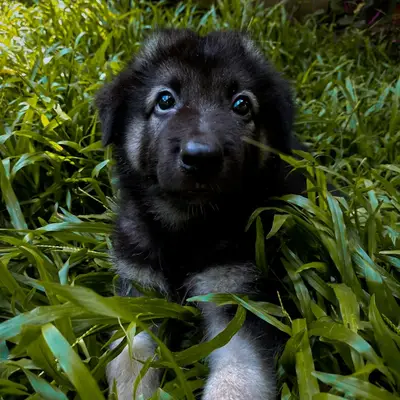 Kaizer - Deutscher Schäferhund Welpe in Berlin