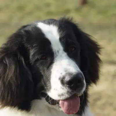 Titelbild von Landseer vom Sieben-Erlen-See  in Baden-Württemberg, Heimat unserer Landseer-Zucht.