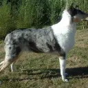 Collie (Shorthair)
