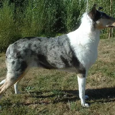 Collie (Kurzhaar) – Hunderasse