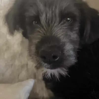 Buddy