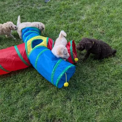 Bild aus ChocoDoodle in Niedersachsen, wo unsere Labradoodle (Labrador x Pudel)-Hunde in einer liebevollen Umgebung aufwachsen.