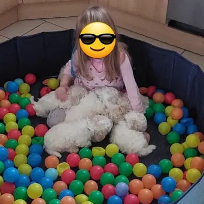 Bild aus Bichon Frise Zucht  "Dream Teddy's" in Brandenburg, wo unsere Bichon A poil frise-Hunde in einer liebevollen Umgebung aufwachsen.