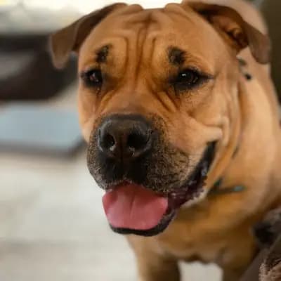 Galerie-Bild von Casa de la Vida in Bayern, mit Eindrücken unserer Perro Dogo Mallorquin (Mallorca-Dogge)-Zucht.