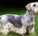Cesky Terrier