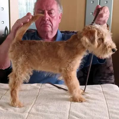 Galerie-Bild von Lakeland Terrier vom Amur in Sachsen-Anhalt, mit Eindrücken unserer Lakeland Terrier-Zucht.