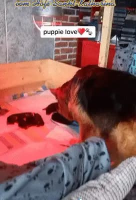 Bild aus Altdeutsche Schäferhunde vom Hofe Sankt-Katharina  in Baden-Württemberg, wo unsere Altdeutscher Schäferhund-Hunde in einer liebevollen Umgebung aufwachsen.