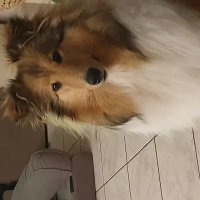 Ronja image