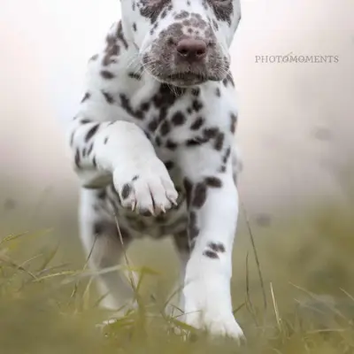 Bild aus vom Roten Herzfleck in Bayern, wo unsere Dalmatiner-Hunde in einer liebevollen Umgebung aufwachsen.