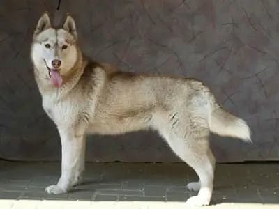 Galerie-Bild von Of-white-Eternity Huskys in Sachsen-Anhalt, mit Eindrücken unserer Siberian Husky-Zucht.