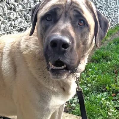 Foto von Bo, einem geretteten Kangal in Berlin.