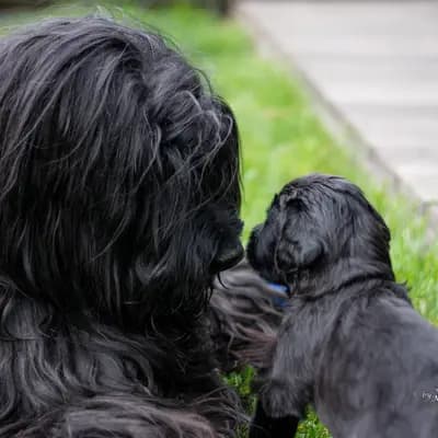 Titelbild von De la Valleé d´Amour in Baden-Württemberg, Heimat unserer Berger de Brie (Briard)-Zucht.