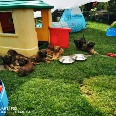 Bild aus Wäller aus der Obergrafschaft  in Niedersachsen, wo unsere Wäller-Hunde in einer liebevollen Umgebung aufwachsen.